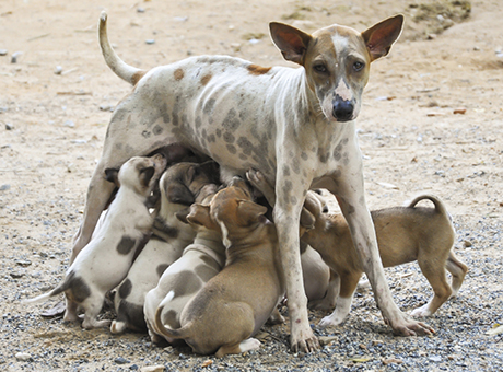 The Global Stray Dog Population Crisis | National Animal Interest Alliance